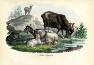 Chèvre sauvage, 1863-79 - Raimundo Petraroja